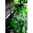 thumbnail image 2 of Alan Hausenflock 13x18 White Modern Wood Framed Wall Art Titled - Spring Iris II, 2 of 5