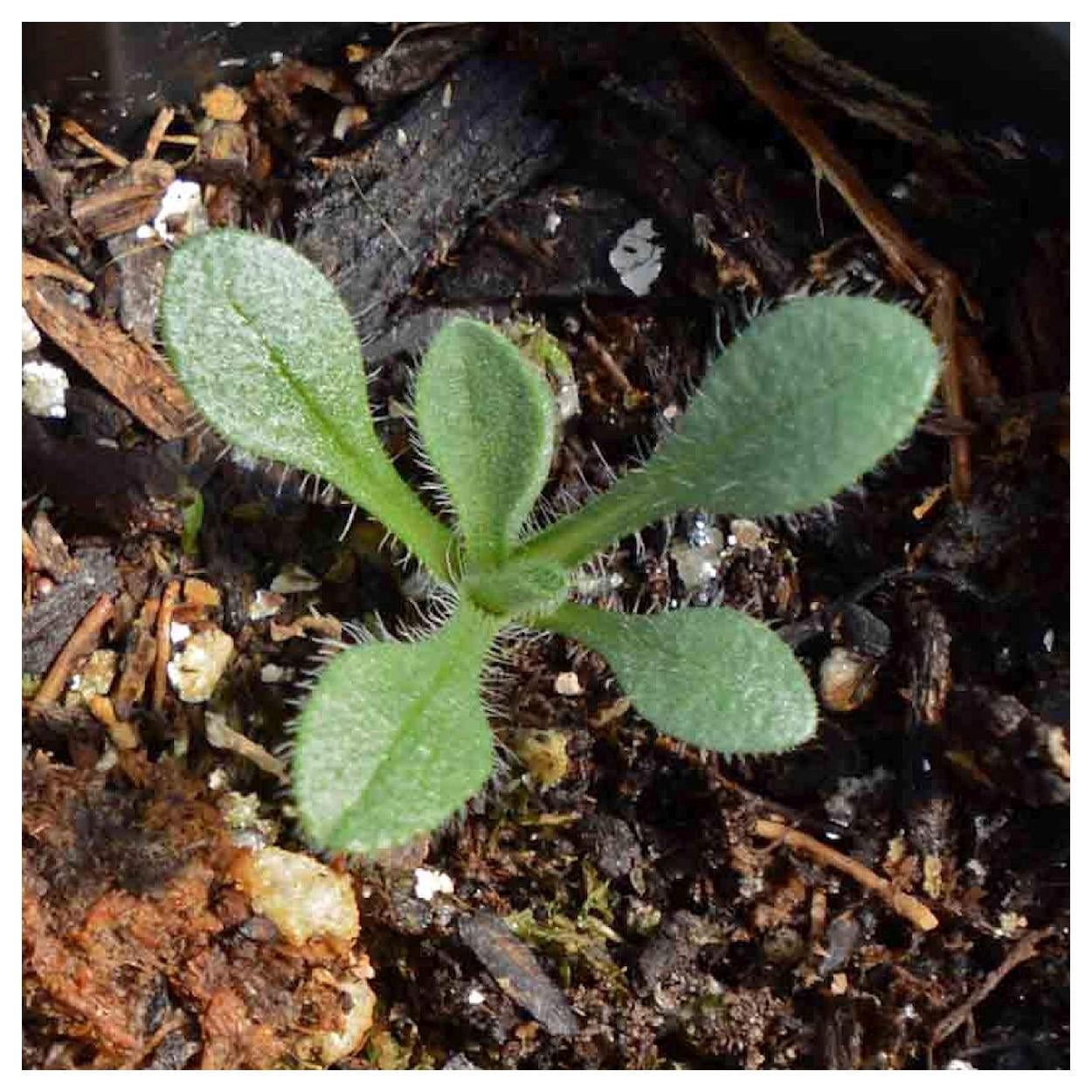 Everwilde Farms - 1 oz Golden Aster Native Wildflower Seeds - Gold Vault Bulk Seed Packet