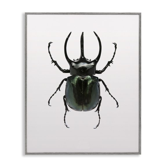 Stupell Industries Contemporary Beetle Horned Black Green Animal Photograph Gray Framed Giclee Art, 16 x 20, by Design Fabrikken