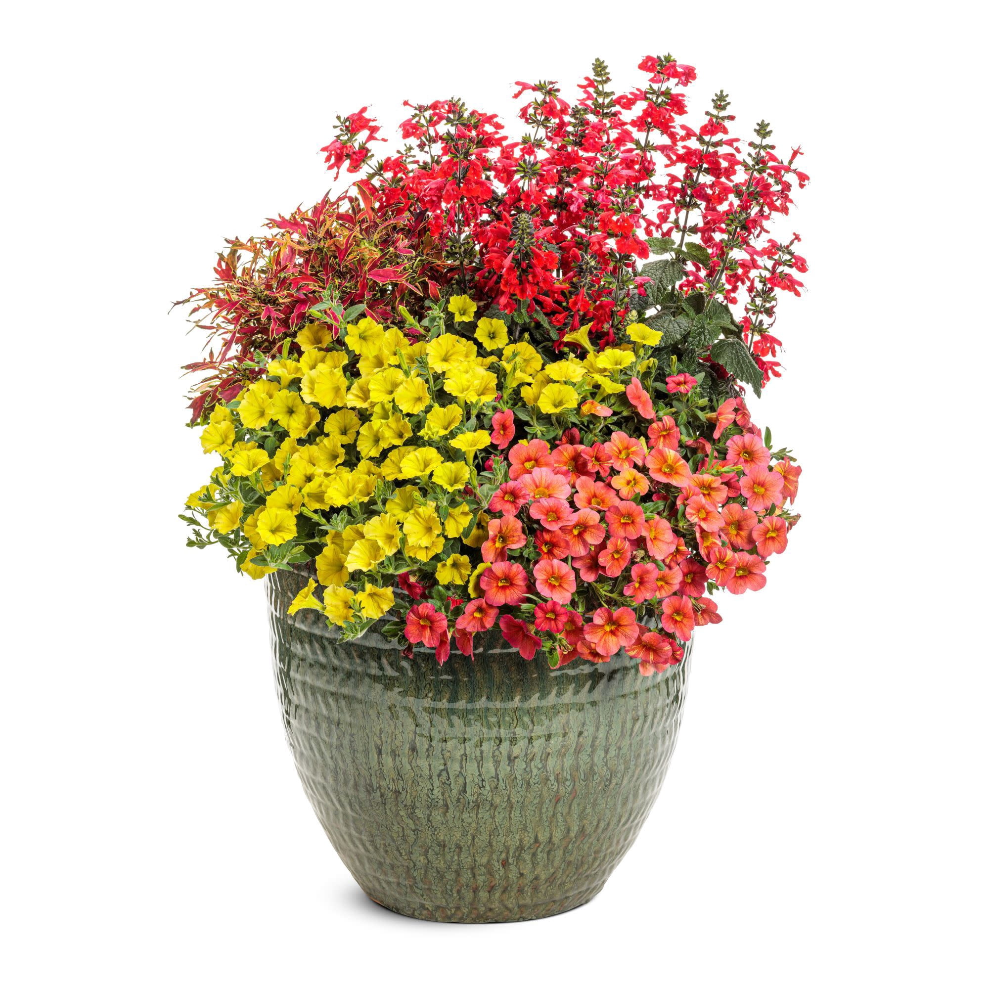 Proven Winners 8" Unplugged Red Scarlet Sage Live Plant in 6.5" Pot