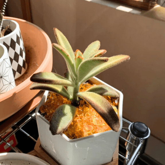 Kalanchoe Tomentosa Chocolate Soldier 2”