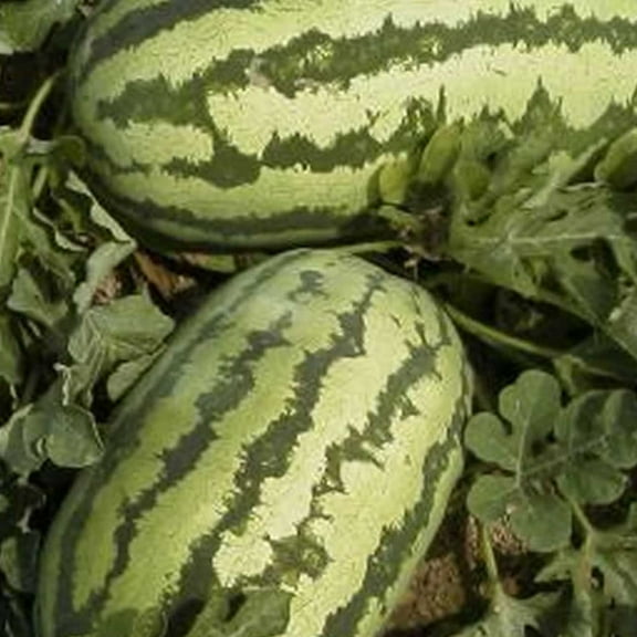 Watermelon Garden Seeds - Jubilee - 1 Oz - Non-GMO, Heirloom Vegetable Gardening Fruit Melon Seeds