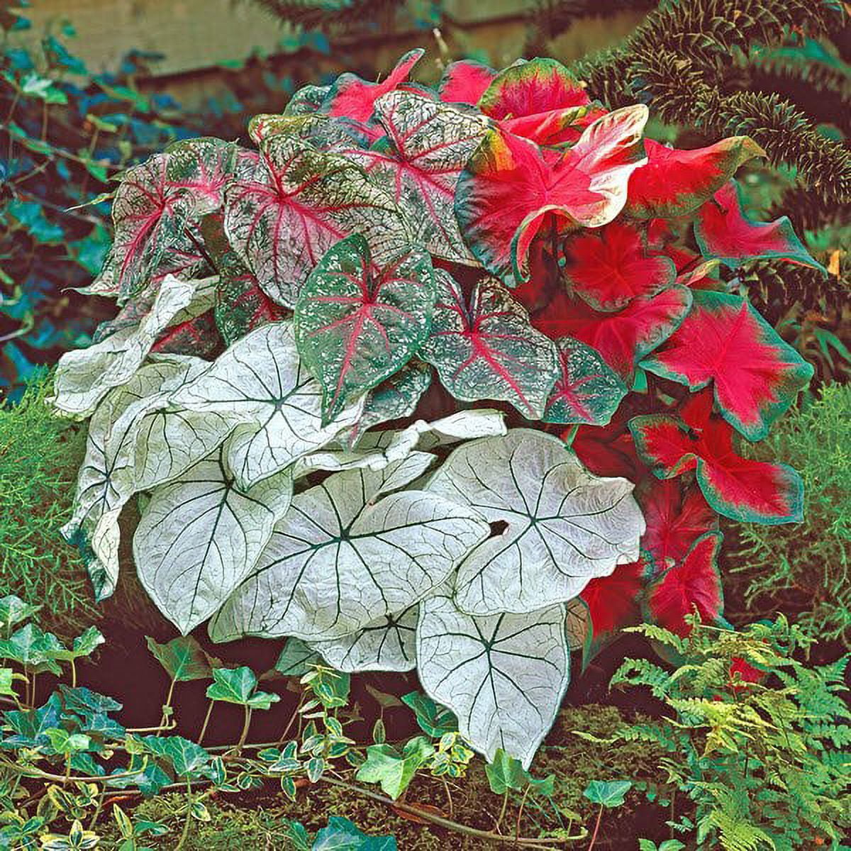 Better Homes & Gardens 1QT Caladium Red Live Plant Annual