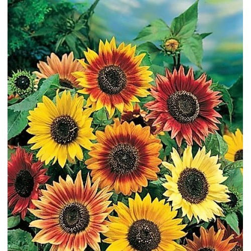 Ca_ 50x Giant Sunflower Helianthus Flower Seeds Home Garden Yard Ornamental Plan