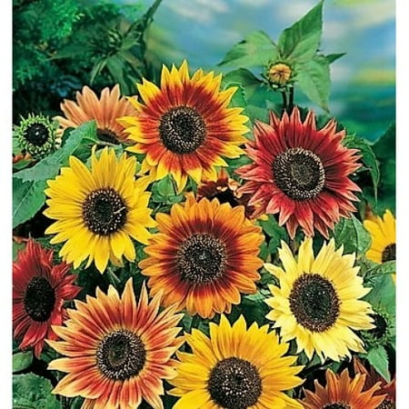 Roll Out Giant Sunflower Seed Mat Walmart Com