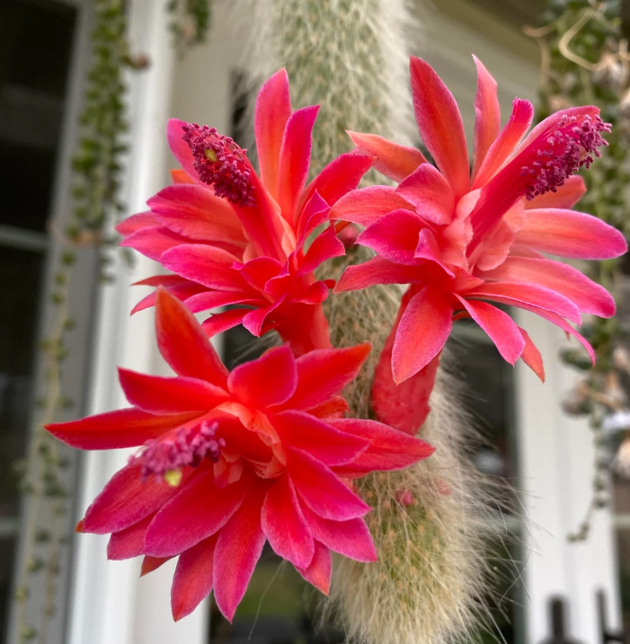 Monkey Tail Cactus Live Plant for Planting, Rare Trailing Cactus Succulent Plant for Indoor Outdoor in 2 Inch Pot