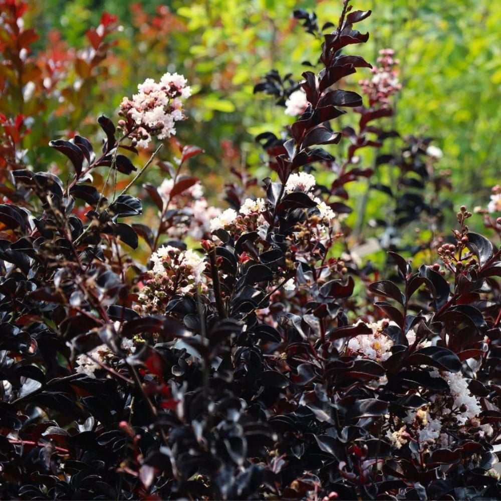 Black Diamond Blooms 1.5- 2 ft tall Crystalline Crape Myrtle Live Tree in 3-Gallon Grower Pot
