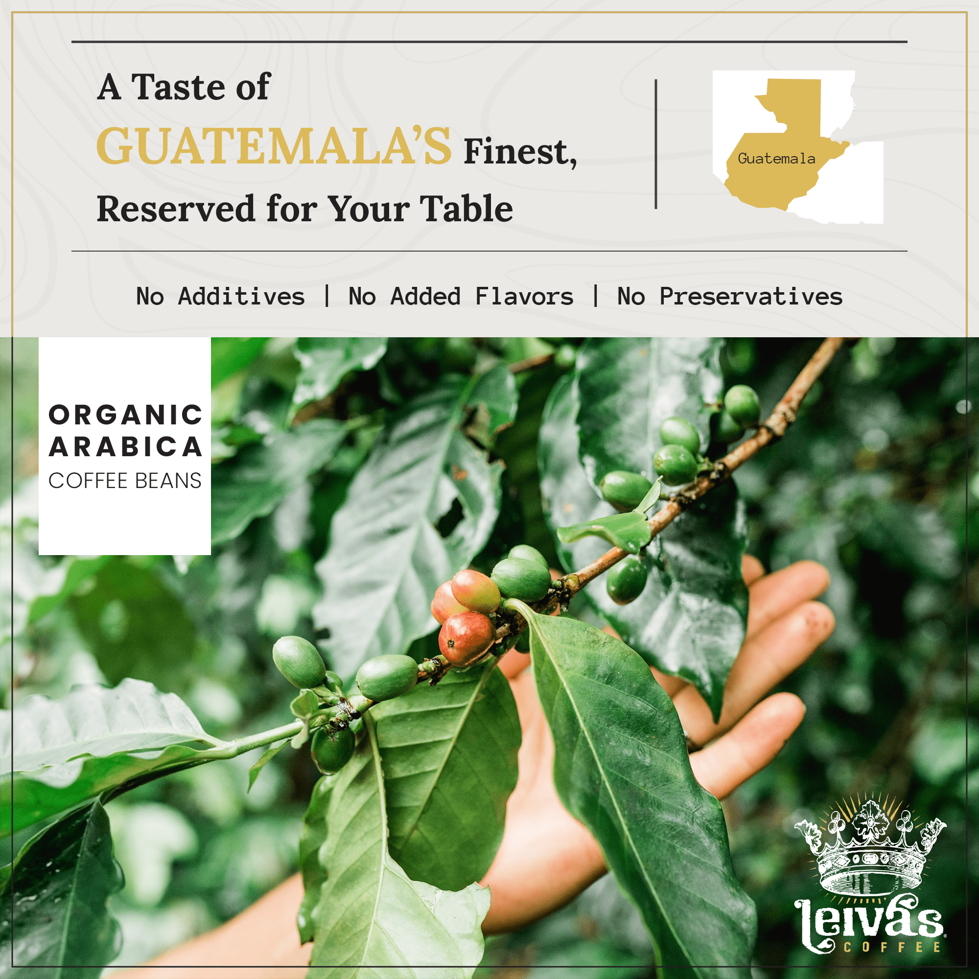 Leiva’s Medium Roast Espresso Beans (8oz), Roasted to Order, Micro-Lot Guatemalan Beans – Don Armando Espresso Coffee Bean w/ Chocolate, Citrus & Hazelnut Notes - Smooth, Low Acidity Roast (2 Pack)