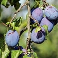thumbnail image 6 of Terrasoul Superfoods Organic Dried Plums Pitted Prunes, 3 Lbs (1.5 Lbs 2-Pack) - Fiber | Vitamin K | Preservative Free, 6 of 8
