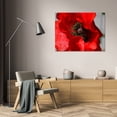 thumbnail image 3 of Brian Moore 44x31 Gallery Wrapped Canvas Wall Art Titled - Red Poppy I, 3 of 4