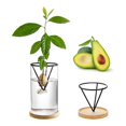 thumbnail image 5 of 3 Kits de Culture d'Avocat, Vase en Verre pour Graines d'Avocat, 5 of 5