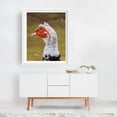 thumbnail image 2 of Majestic Muscovy - Athens Greece Photography Bird Wildlife Animal Nature Portrait Scenic White Framed Wall Art Print 11 x 14 inches, 2 of 3