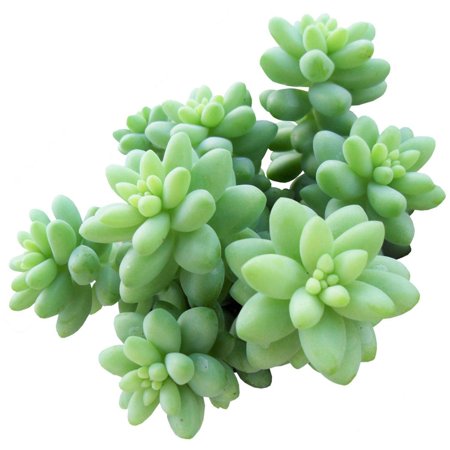 Donkey Tail Live Succulent Plant (Sedum Morganianum) 2" Low Maintenance & Pet-Friendly Indoor/Outdoor Houseplant