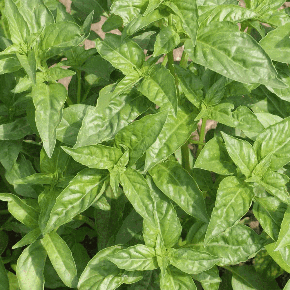 Everwilde Farms 1/4 Lb Italian Large Leaf Basil Herb