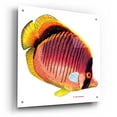 thumbnail image 2 of Epic Art 'New Fish 1' by Olga and Alexey Drozdov, Acrylic Glass Wall Art, 24"x24", 2 of 8