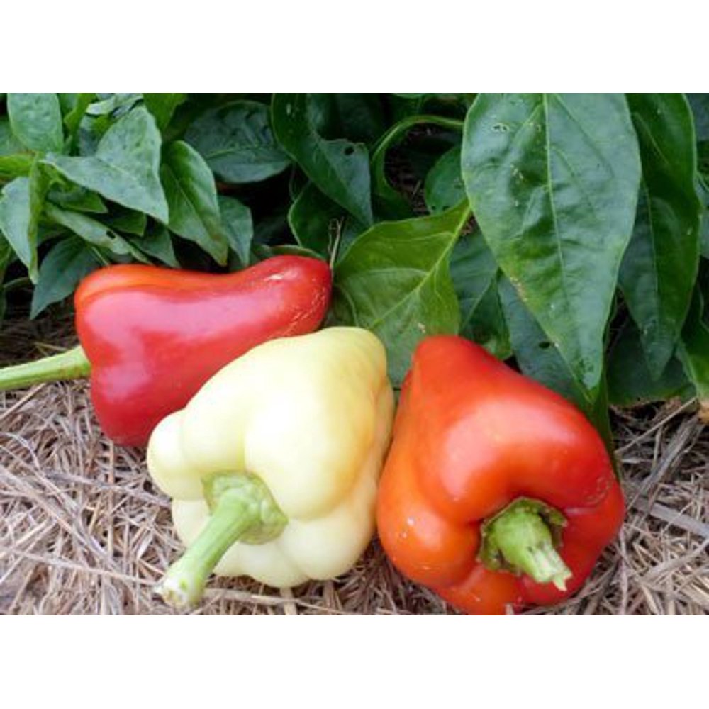 Hungarian Sweet Pepper 2 Plants Heavy Yields!