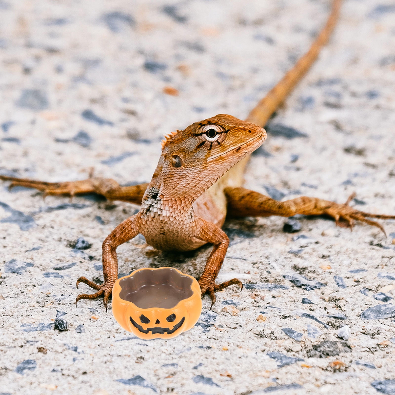 OULII Orange Resin Reptile Bowl for Leopard Gecko Terrarium Feeding Dish