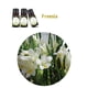 thumbnail image 5 of Perfumes para hombre Perfumes de mujer Aceite de aromaterapia de grado terapéutico soluble en agua 10ML, 5 of 6