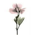 thumbnail image 2 of ACEE 25x32 White Modern Wood Framed Museum Art Print Titled - Geranium, 2 of 4