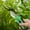 Green, variant on Super Savings! Pruning Shears for Gardening Professional Bypass Hand Pruner Up to 1 Inch Cut Capacity Sharp Stainless Steel Blade Garden Scissors Plant Flower Garden Clipper, Gardening Tools