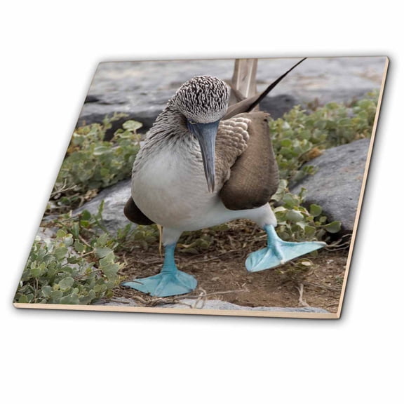 3dRose, Ecuador Galapagos Islands Blue-footed Booby - SA07 CMI0903 - Cindy Miller Hopkins, 6 Inch Ceramic Tile
