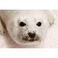 thumbnail image 3 of Mansfield, Kathy 18x13 Black Modern Framed Museum Art Print Titled - Arctic Seal Pup, 3 of 5