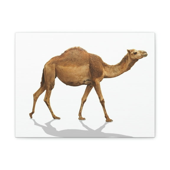 Majestic Camel Art Majestic Camel Print Animal Wall Art Wildlife Canvas Prints Wall Art Ready to Hang Unframed