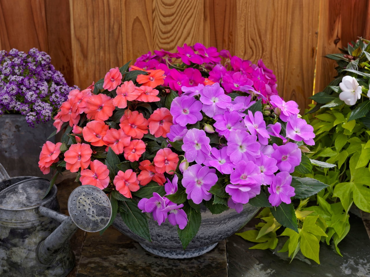 SunPatiens 2.5QT Pink Impatiens Live Annual Plant Sun 3-Pack