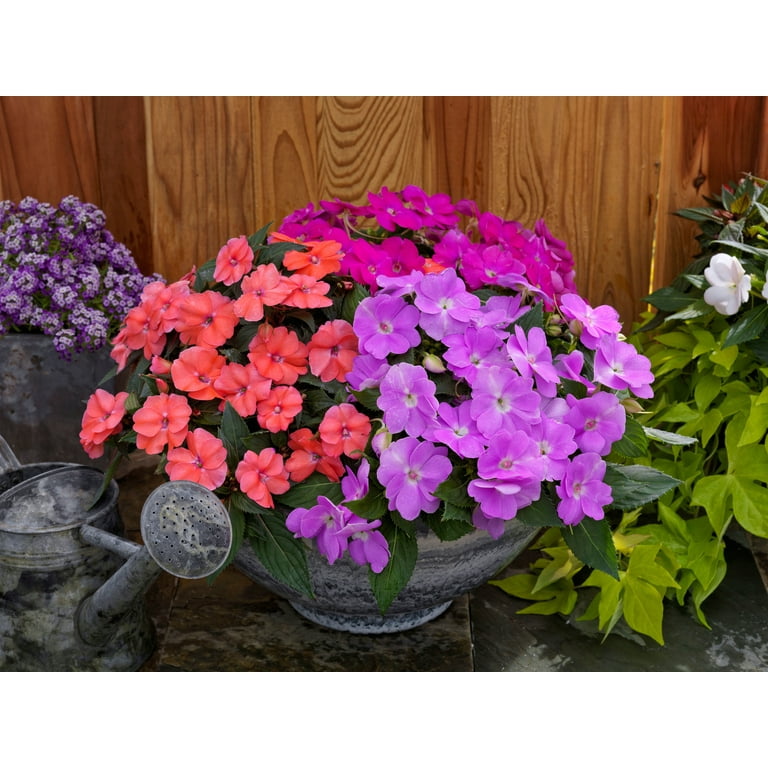 Walmart hot sale impatiens flats