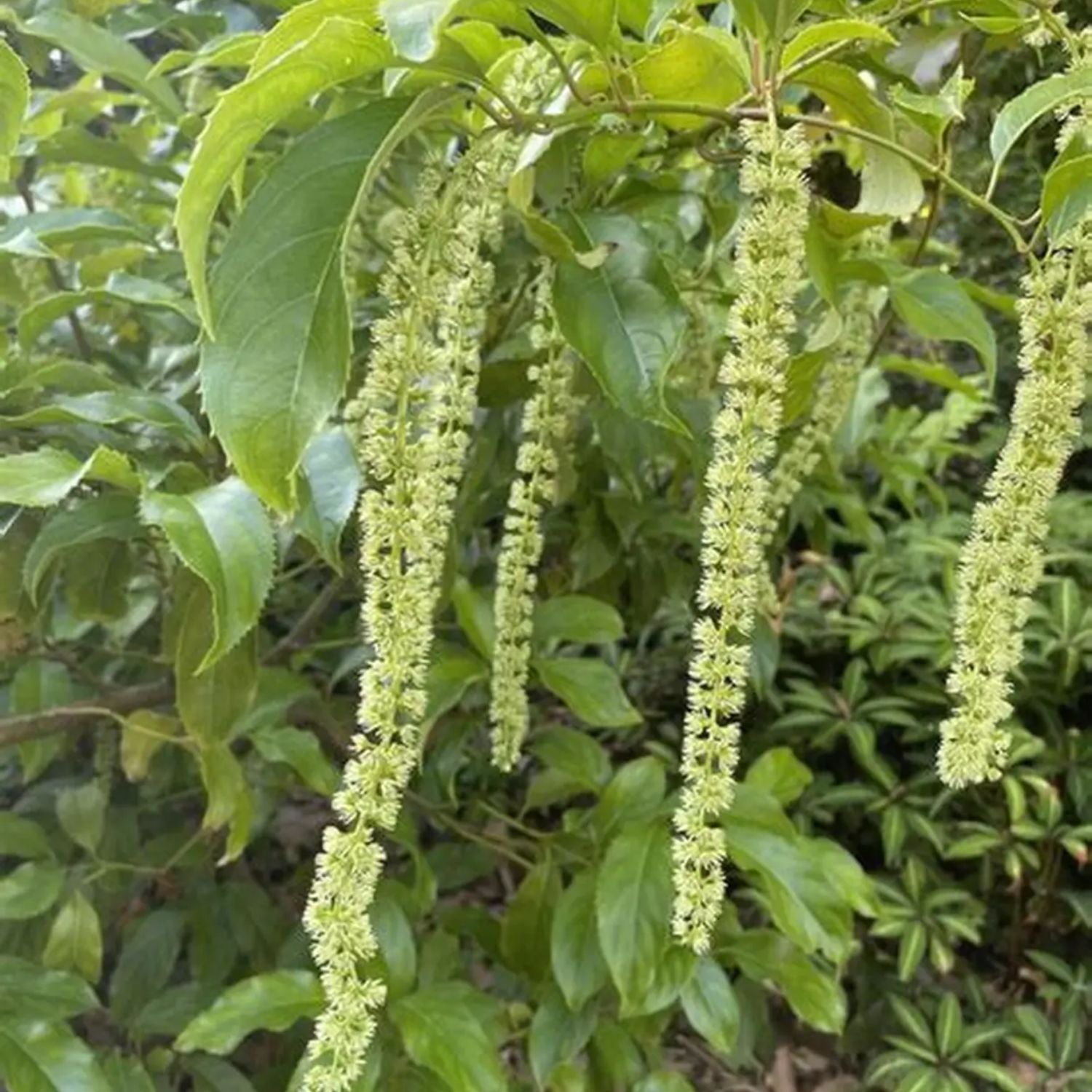 Expert Gardener 3-4' Hornbeam Monkeytail in 1 gal. Grower Pot
