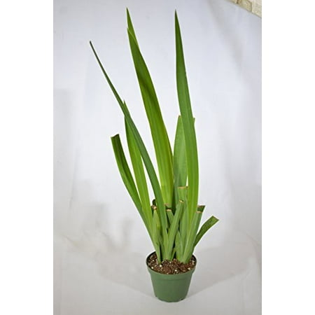 9GreenBox - Blue Walking Iris Plant - Neomarica - Rare Houseplant - 4