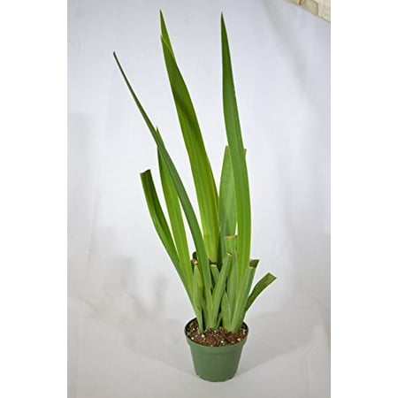 - 9GreenBox - Blue Walking Iris Plant - Neomarica - Rare Houseplant - 4