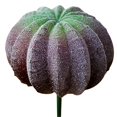 thumbnail image 1 of Coofit Plastic Cactus Pick Unpotted - DIY Mini Artificial Plant Stem Faux Cactus Decor, 1 of 4