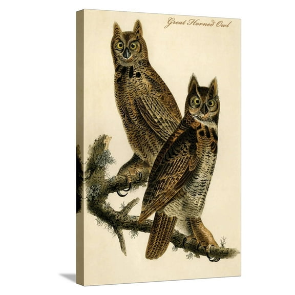 Art.com Great Horned Owl Stretched Canvas Print Wall Art by John James Audubon, 16" x 24"