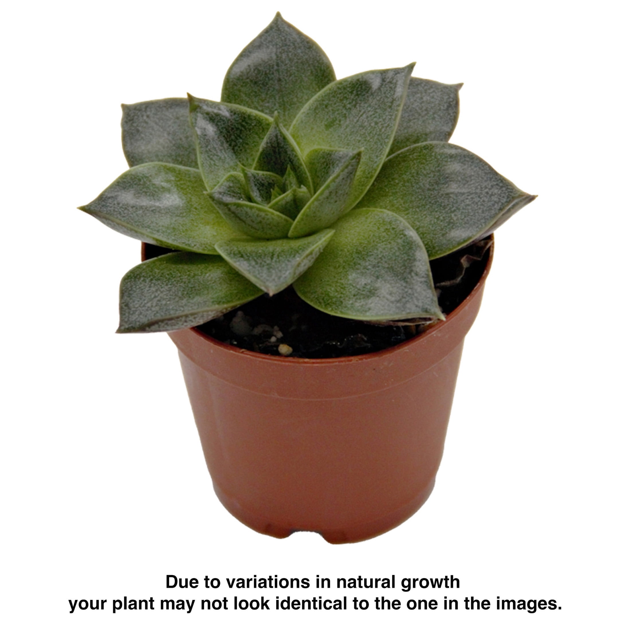 ReptiCulture Assorted Echeveria Desert 2" Pot 3 pk