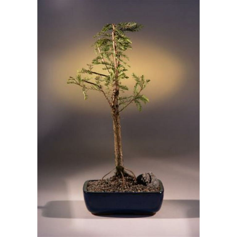 O'force Bald Cypress Tree 15 years old, 14"-16" tall Suitable for outdoor -  Walmart.com