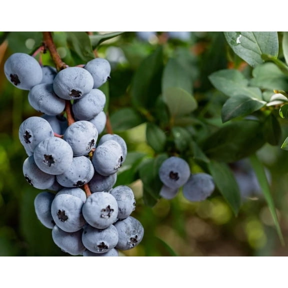 Top Hat Blueberry Plant Live Blue Berries Vaccinium Corymbosum Dwarf Blueberry Bush 5-10"Tall in 4"Pot