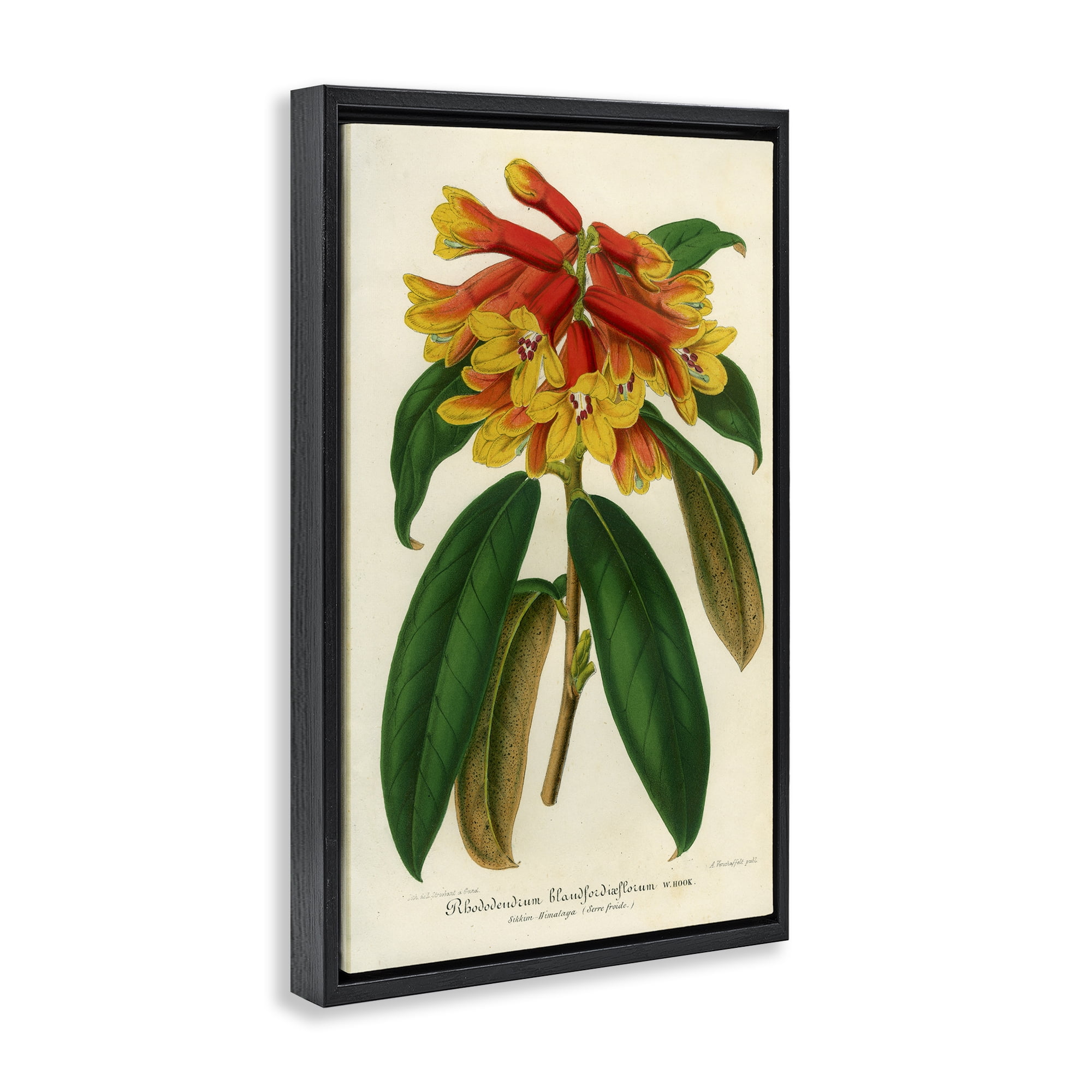 Stupell Industries Orange Yellow Rhododendron Black Framed Floater Canvas Wall Art, design by Print Collection