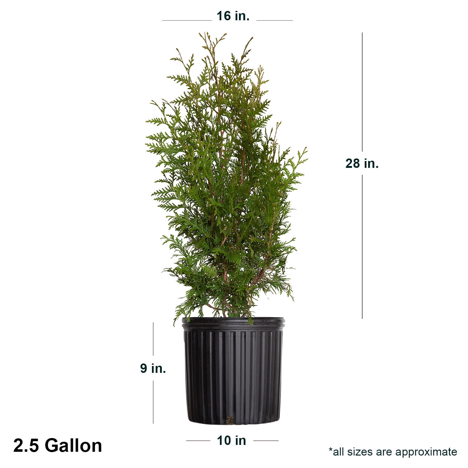 Expert Gardener Green Giant Arborvitae (2.5 Gallon) Fast Growing