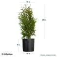 thumbnail image 2 of Expert Gardener Green Giant Arborvitae (2.5 Gallon) Fast Growing Evergreen Thuja Tree - Full Sun Live Outdoor Plant, 2 of 6