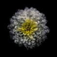 thumbnail image 2 of Carson, Brian 12x12 Black Ornate Wood Framed with Double Matting Museum Art Print Titled - White and Yellow Mum, 2 of 4