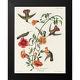 thumbnail image 2 of Audubon, John James 12x14 Black Modern Framed Museum Art Print Titled - Mango Hummingbird, 2 of 5