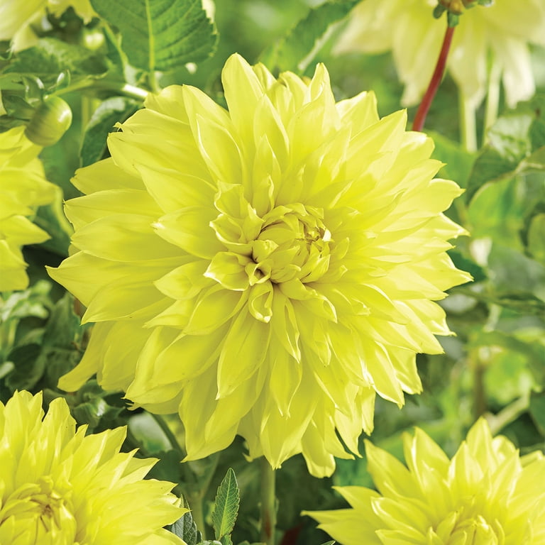 ウォーターメロン　フローライト　159g Expert Gardener Dahlia Kelvin Floodlight (Set of 2 Dormant Bulbs