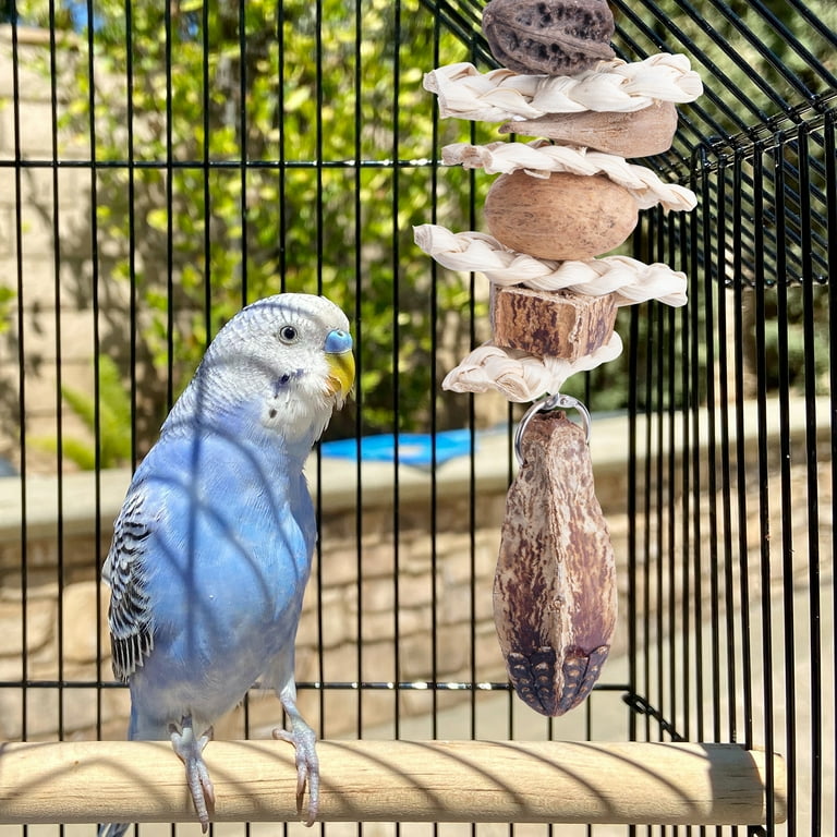 Budgie supplies sales