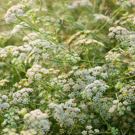 Cumin Seed - Cuminum Cyminum Herb Seeds - 2000 Seeds