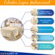 thumbnail image 5 of Cobertor Ligero Matrimonial, Súper Suave, Medidas: 210 cm x 170 cm, Colores Extra Firmes, Lavable En Casa. Ideal para Cualquier Temporada del Año. Full Size Blanket BEIGE, 5 of 6