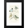 thumbnail image 2 of James Duncan 12x18 Black Modern Framed Museum Art Print Titled - Polyommatus Venus, Polyommatus Arehaeus (1858), 2 of 5
