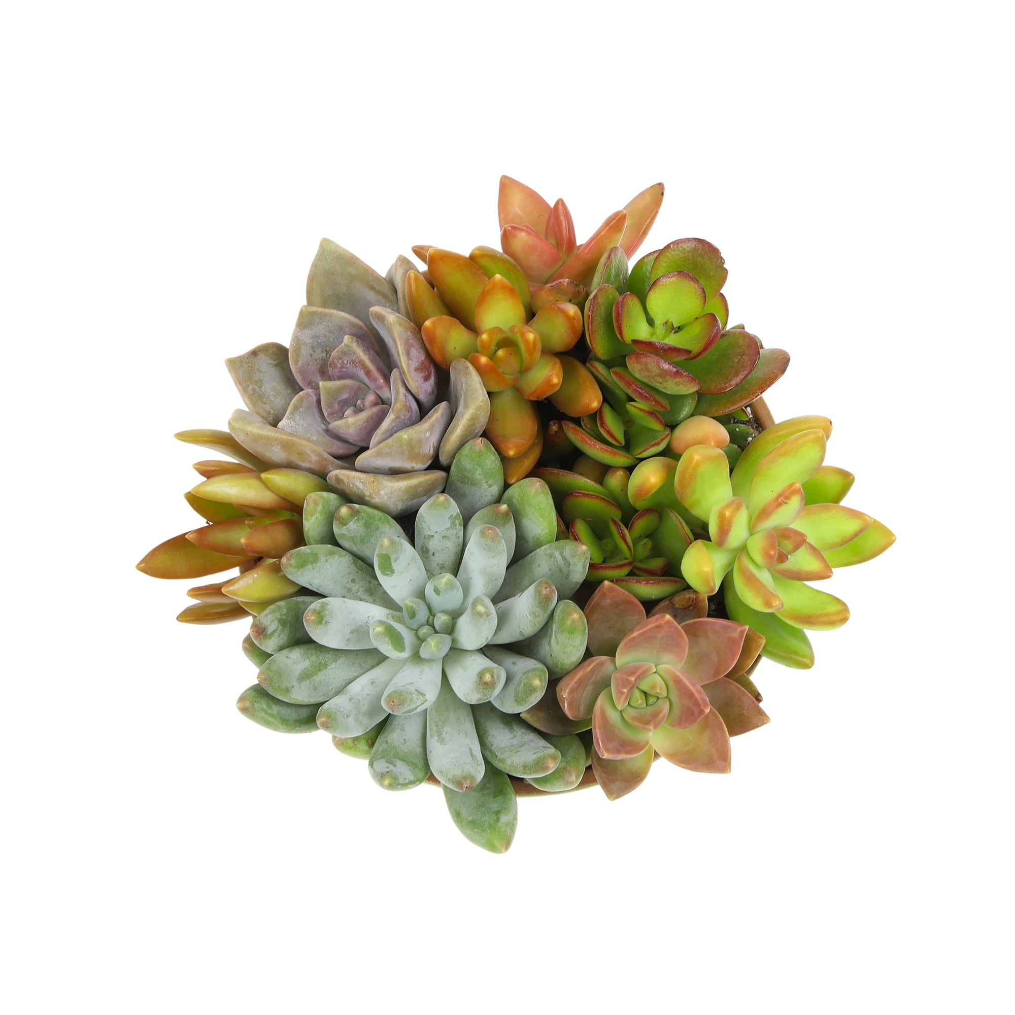Element Live Succulents Garden Decor, 5" White Rim Clay Plant Gift, Easy Live Plants, Full Sun