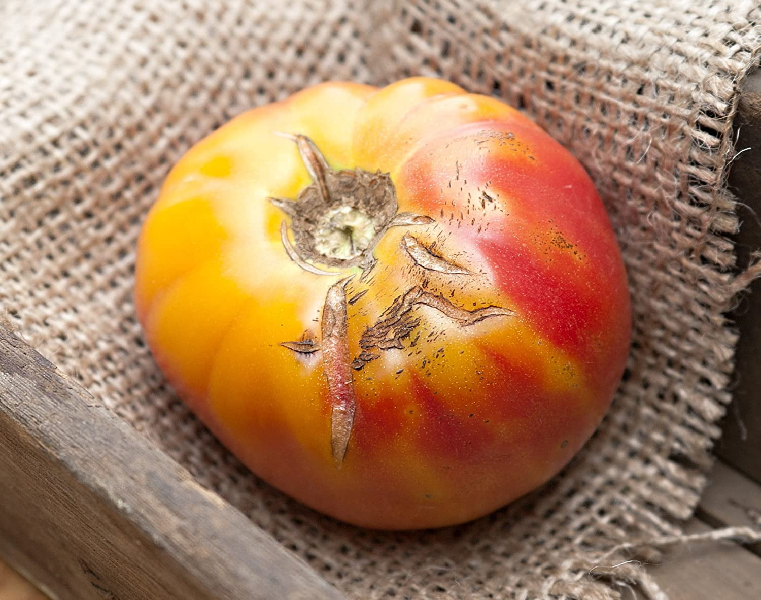 Old German Heirloom Tomato Premium Seeds Packet