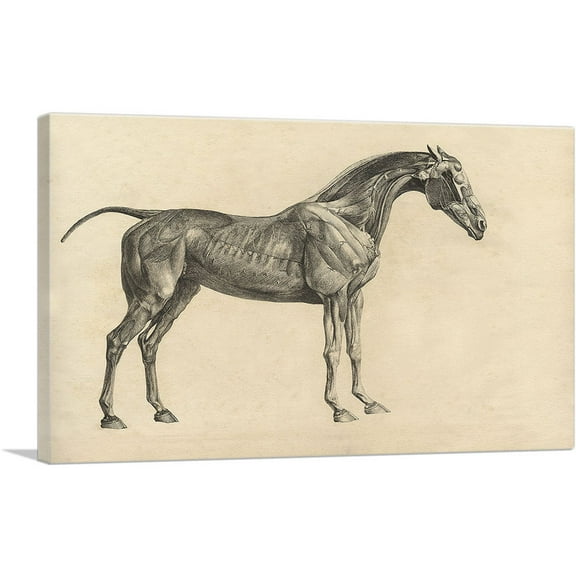 ARTCANVAS The Anatomy Of The Horse Canvas Art Print by George Stubbs - Size: 26" x 18" (0.75" Deep)